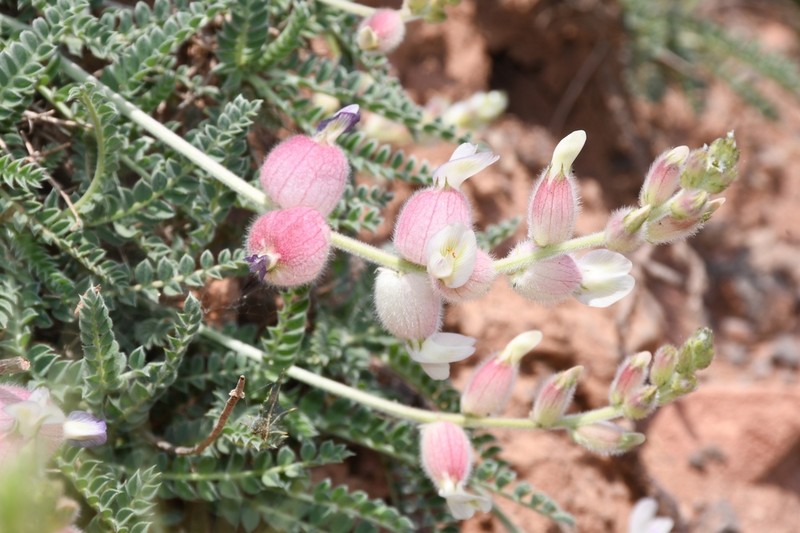 Astragalus pseudanthylloides photo 2