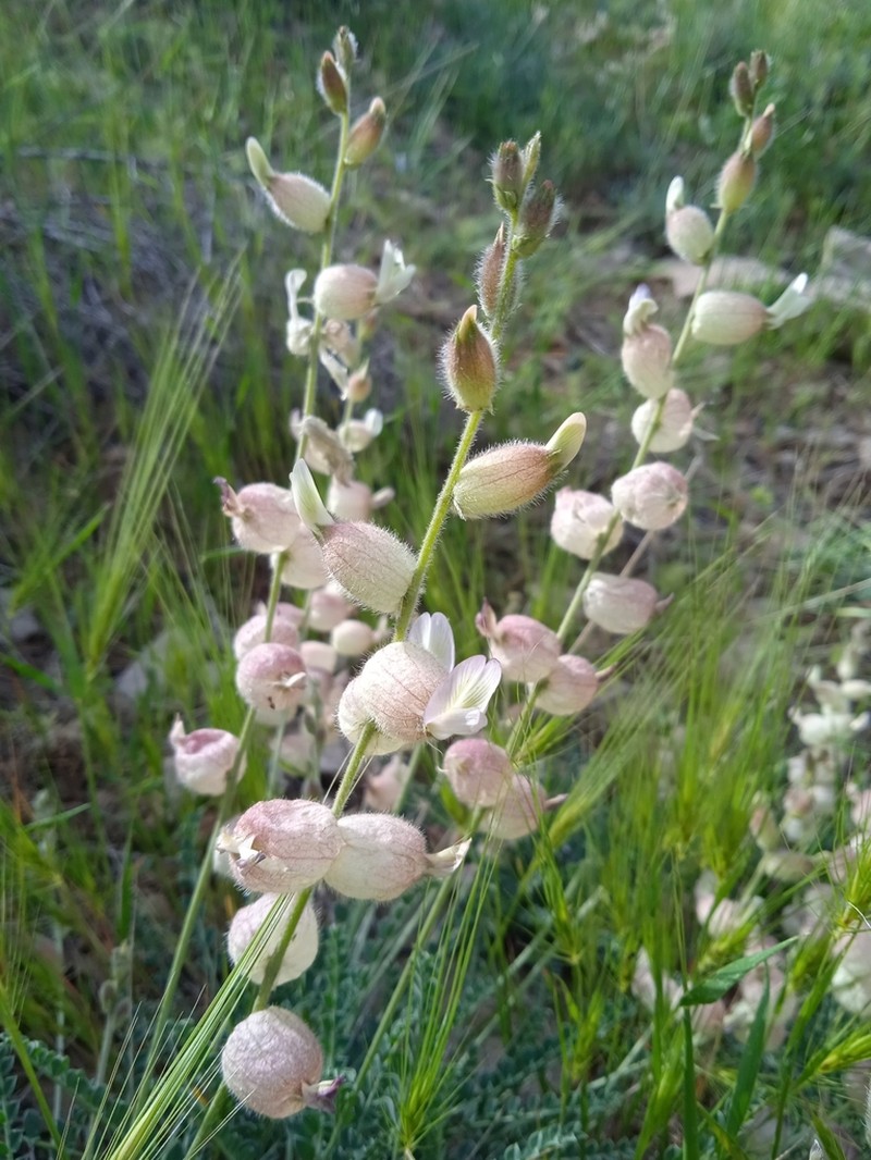Astragalus pseudanthylloides photo 3