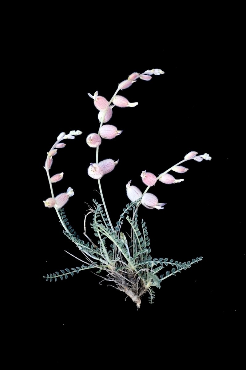 Astragalus pseudanthylloides photo 4