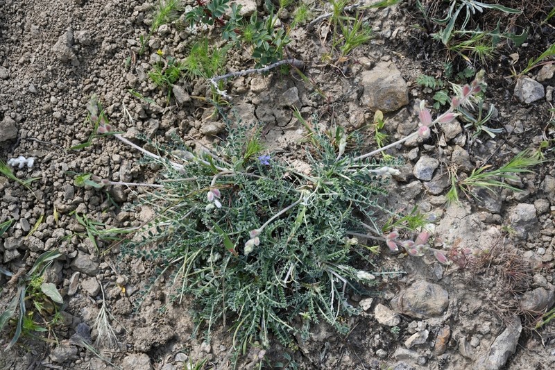 Astragalus pseudanthylloides photo 5