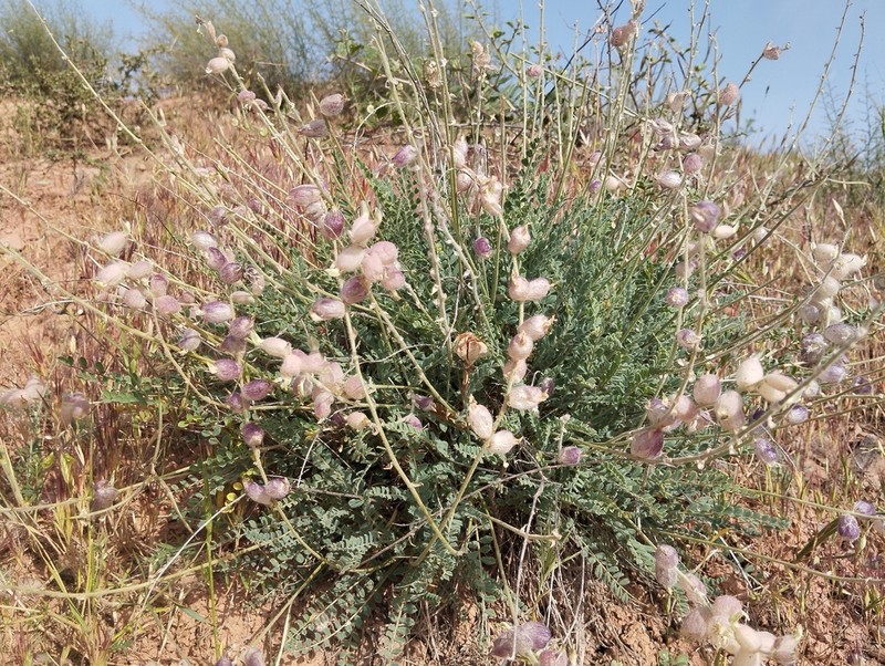 Astragalus pseudanthylloides photo 6