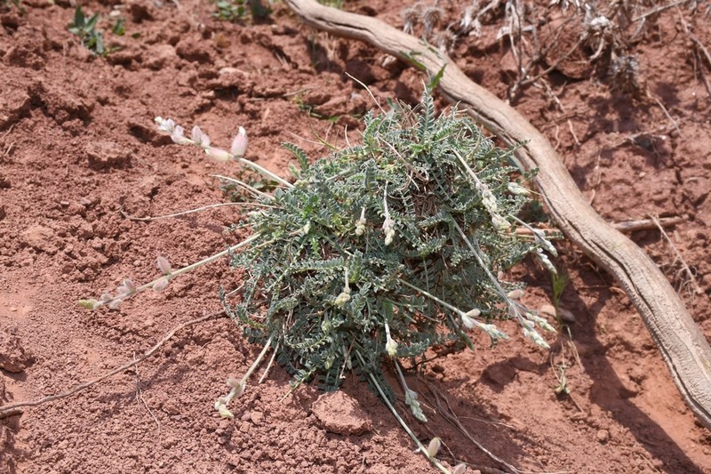 Astragalus pseudanthylloides photo 7