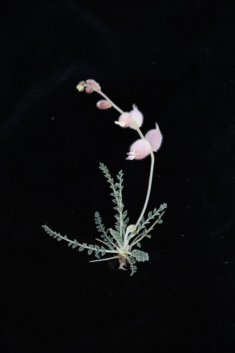 Astragalus pseudanthylloides photo 8