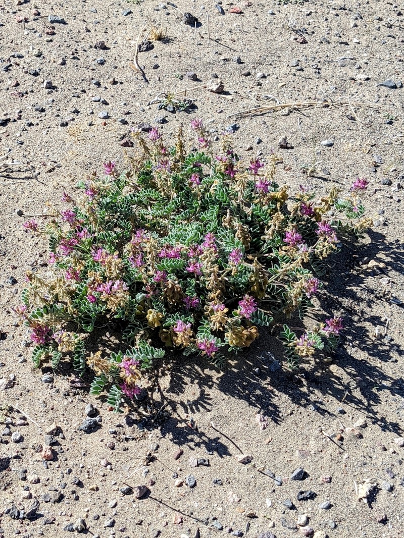 Tonopah Milkvetch photo 2
