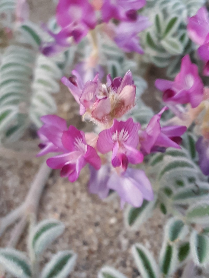 Tonopah Milkvetch photo 3
