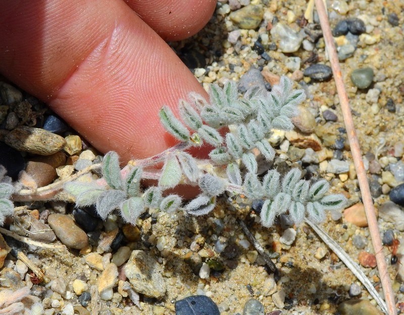 Tonopah Milkvetch photo 4