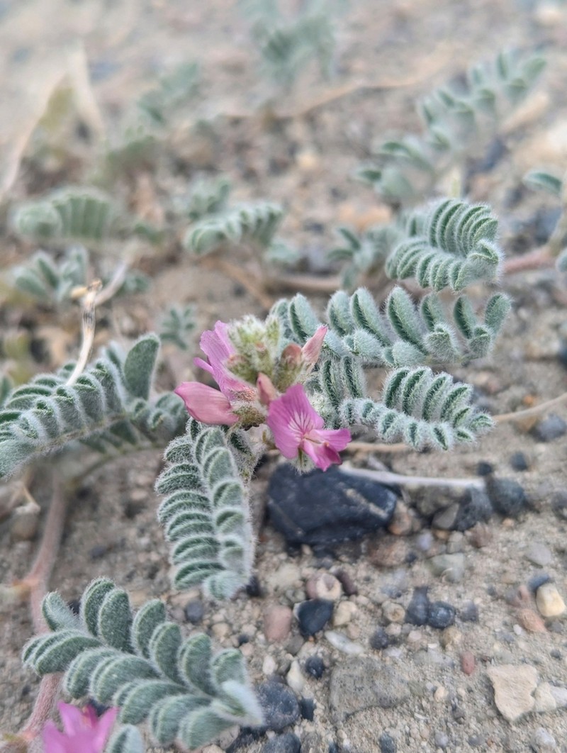 Tonopah Milkvetch photo 5