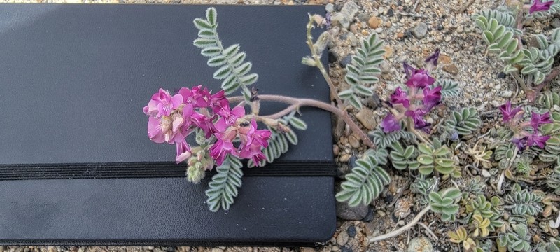 Tonopah Milkvetch photo 6