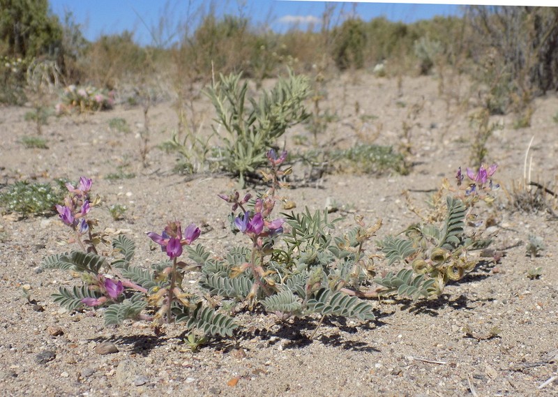 Tonopah Milkvetch photo 7