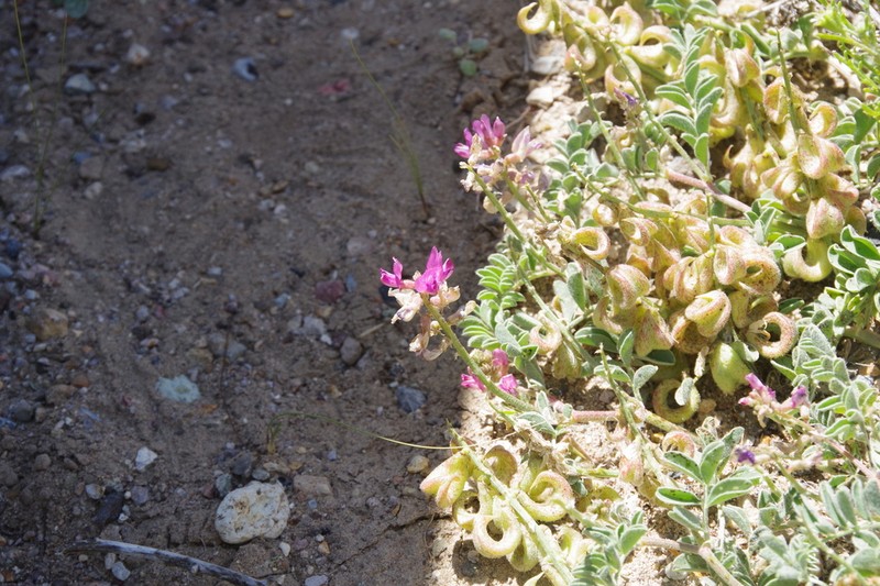 Tonopah Milkvetch photo 8