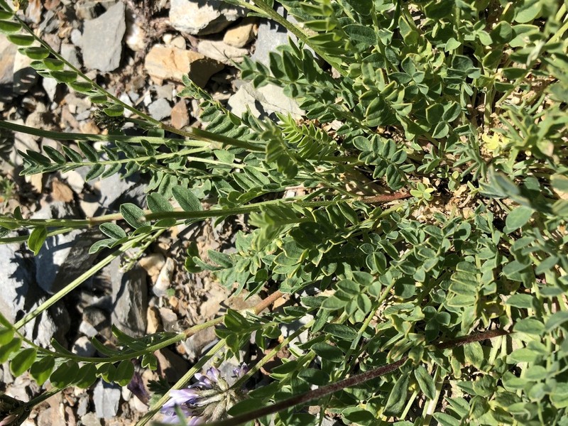 Astragalus pseudoadsurgens photo 2
