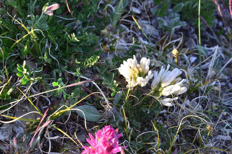 Astragalus pseudoadsurgens photo 3