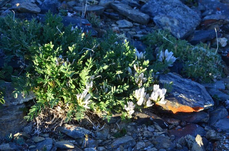 Astragalus pseudoadsurgens photo 5