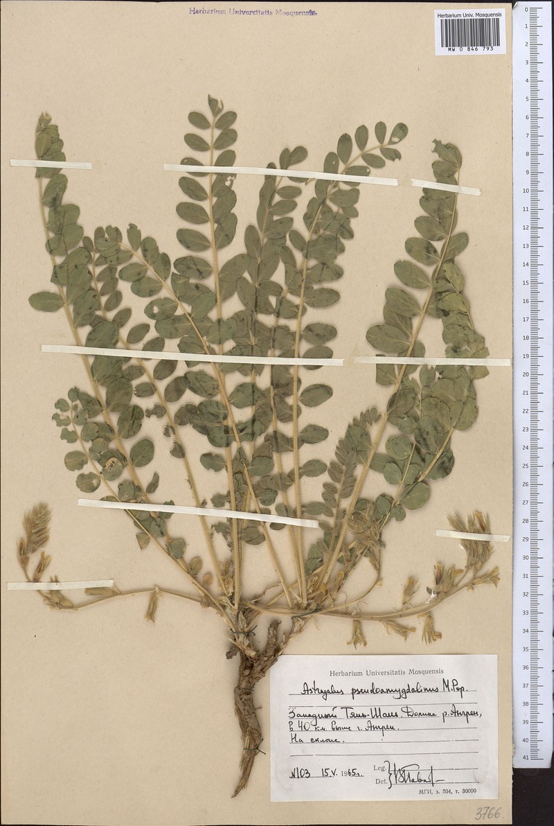 Astragalus pseudoamygdalinus