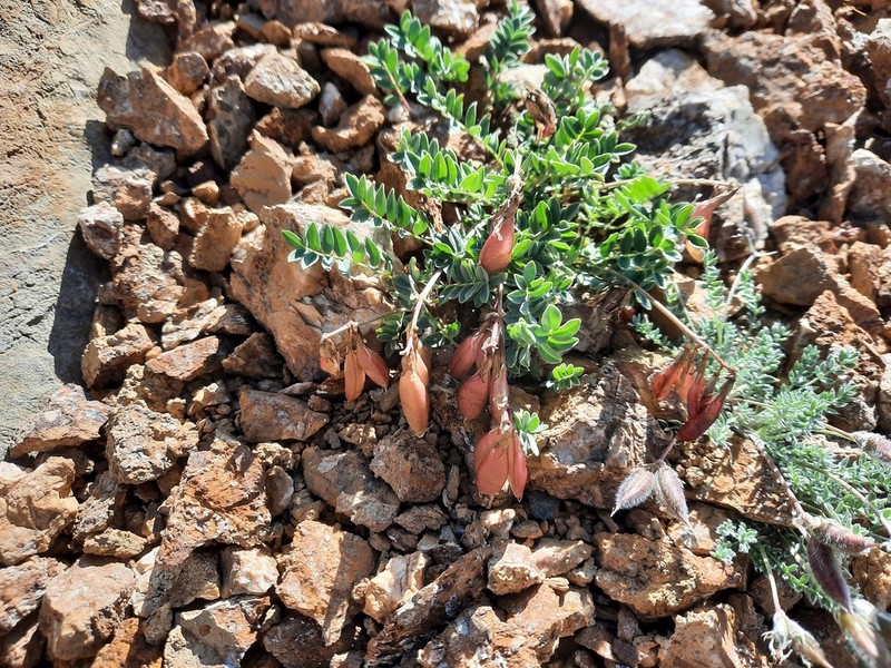 Astragalus pseudoaustralis