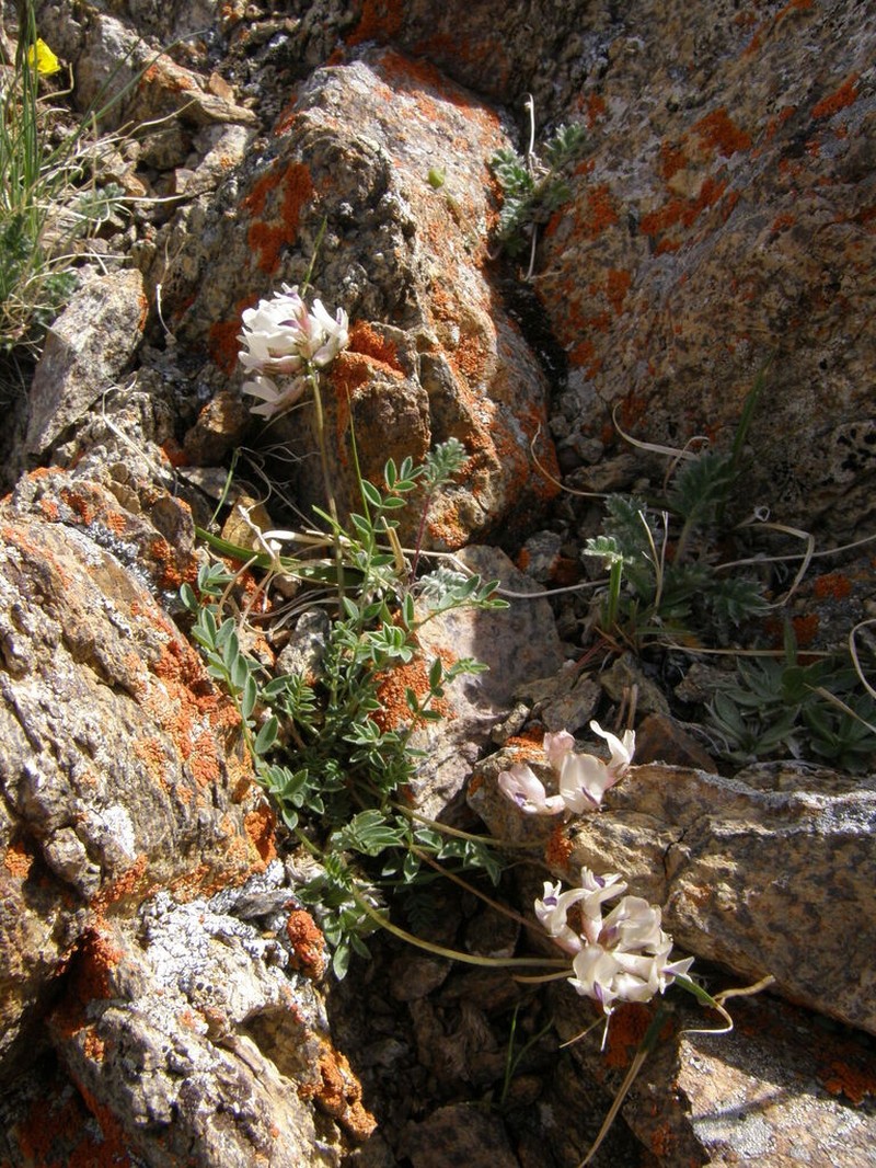 Astragalus pseudoaustralis photo 2