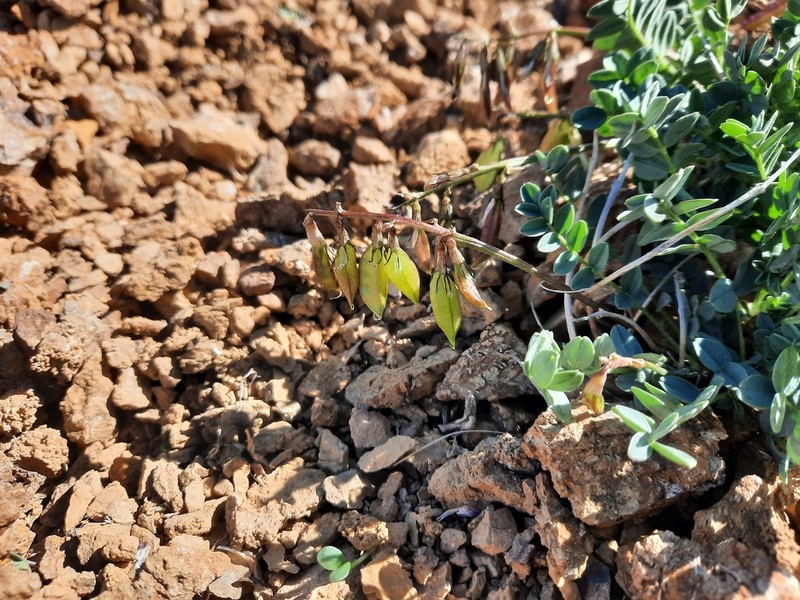 Astragalus pseudoaustralis photo 3