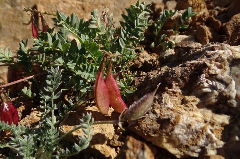 Astragalus pseudoaustralis photo 4