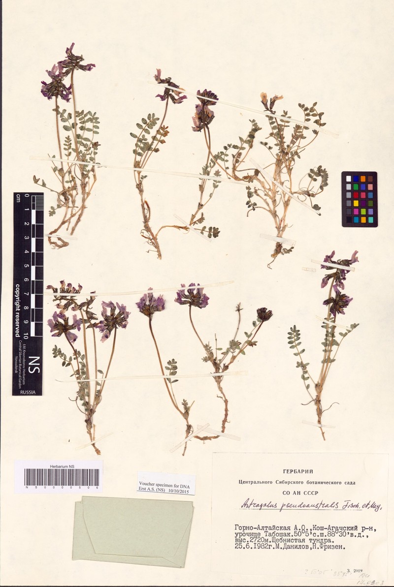 Astragalus pseudoaustralis photo 8