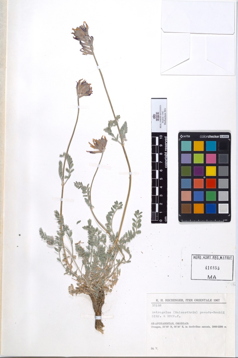 Astragalus pseudobeckii