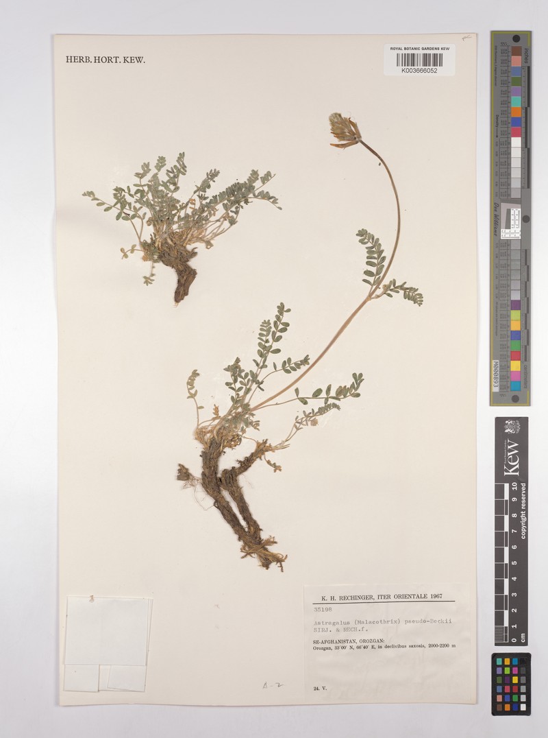Astragalus pseudobeckii photo 2