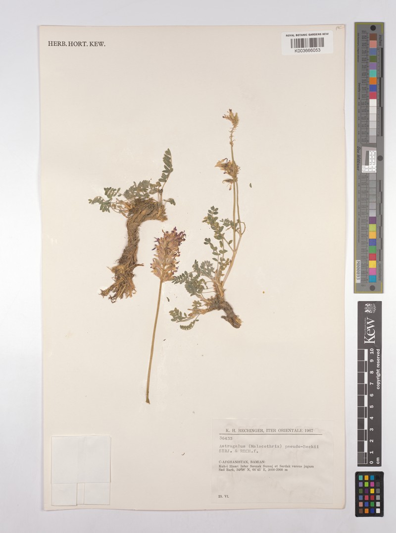 Astragalus pseudobeckii photo 3