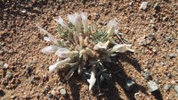Astragalus pseudoborodinii