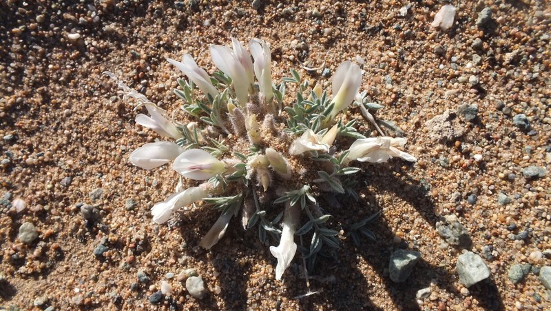 Astragalus pseudoborodinii