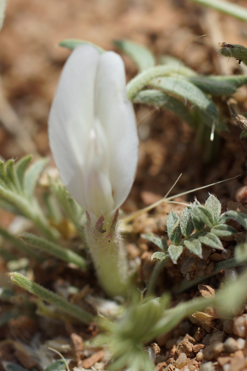 Astragalus pseudoborodinii photo 3
