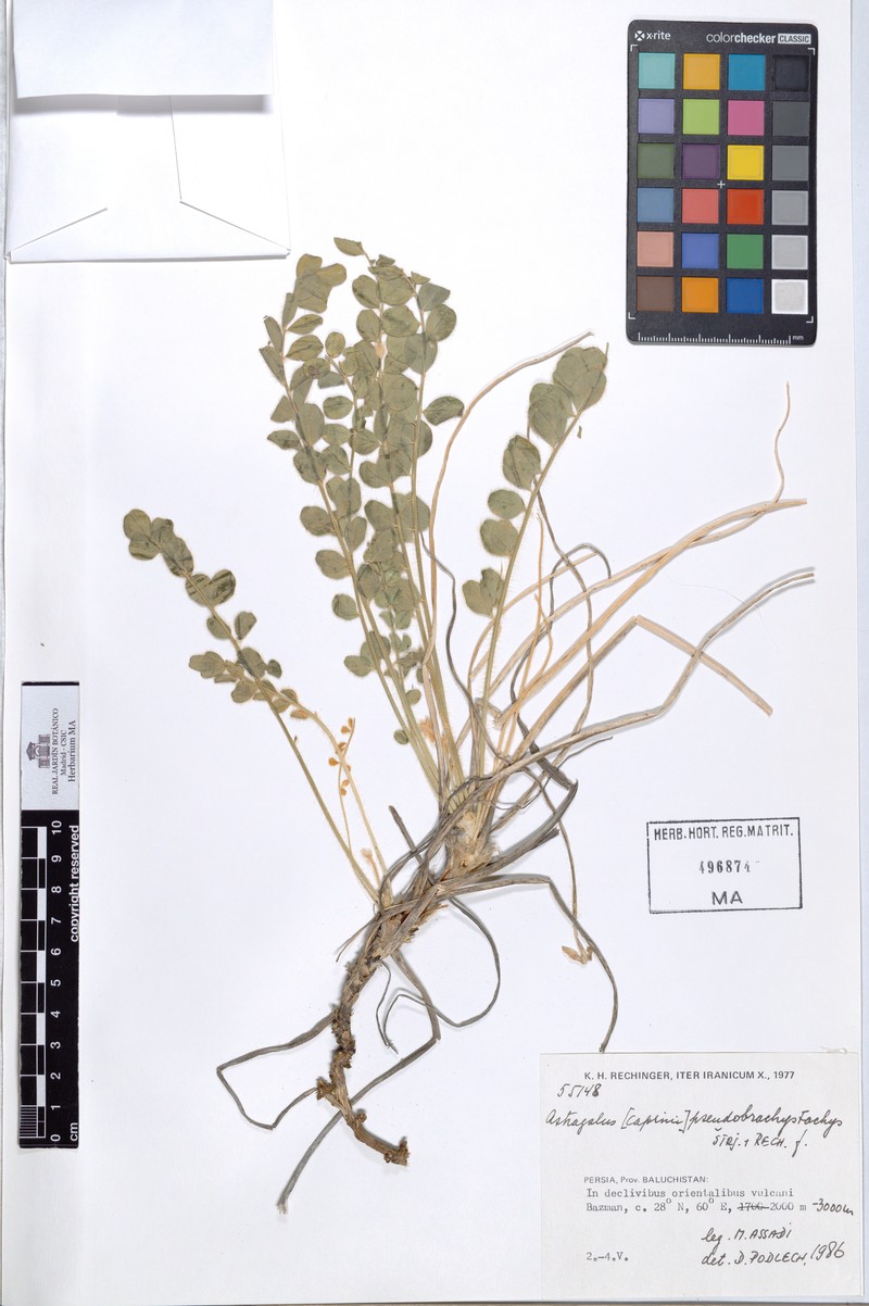 Astragalus pseudobrachystachys