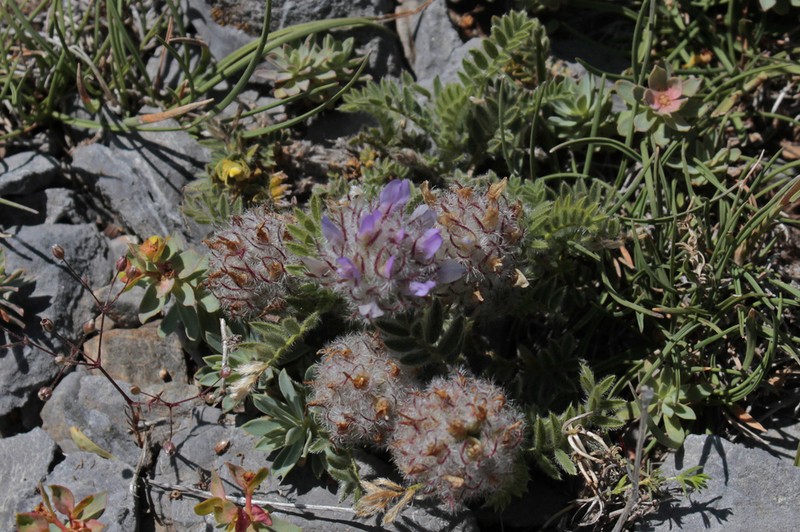 Astragalus pseudocapito