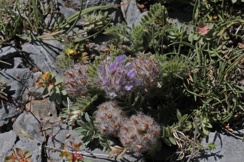 Astragalus pseudocapito photo 2