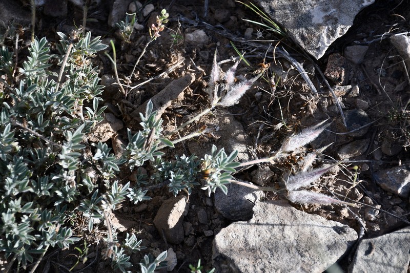 Astragalus pseudocytisoides