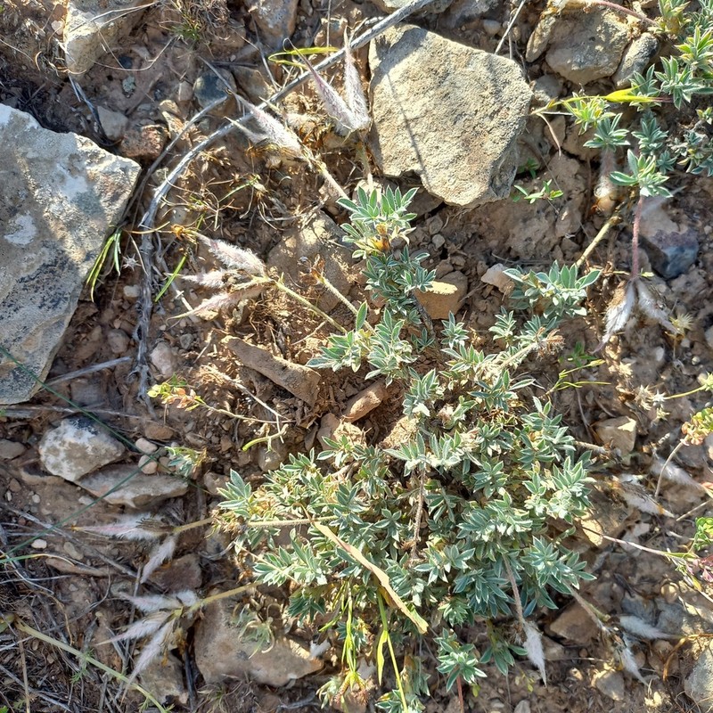 Astragalus pseudocytisoides photo 2
