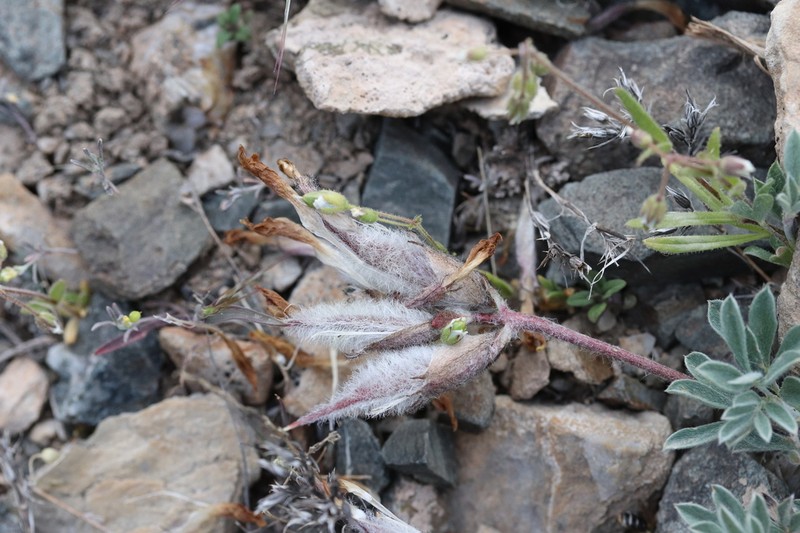 Astragalus pseudocytisoides photo 3
