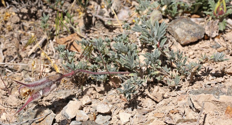 Astragalus pseudocytisoides photo 4