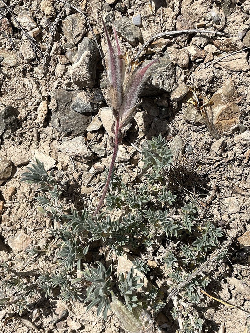 Astragalus pseudocytisoides photo 5