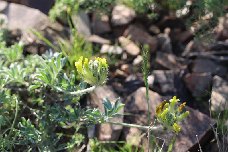 Astragalus pseudocytisoides photo 6