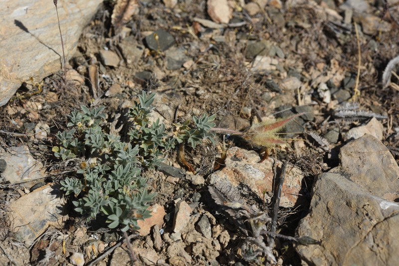 Astragalus pseudocytisoides photo 7
