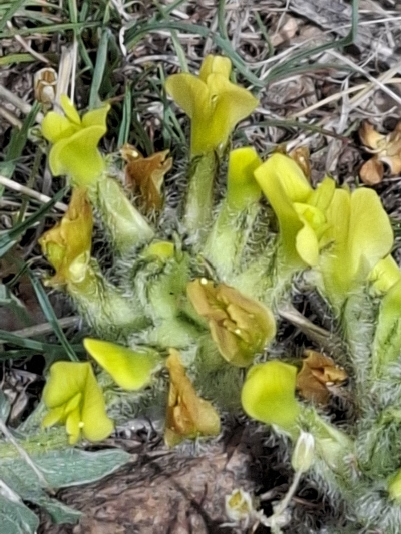 Astragalus pseudocytisoides photo 8