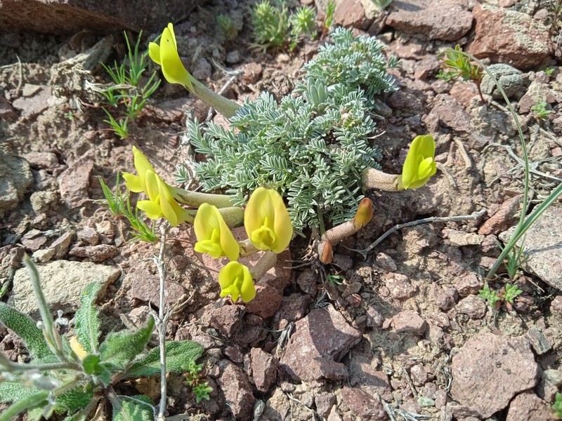 Astragalus pseudodianthus