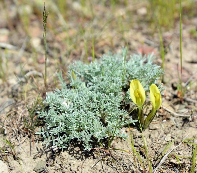 Astragalus pseudodianthus photo 2