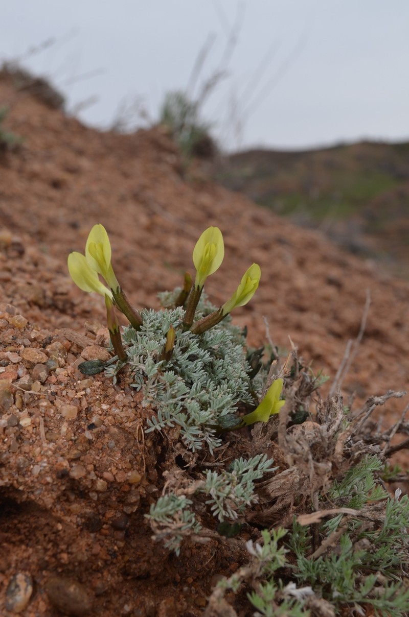 Astragalus pseudodianthus photo 3