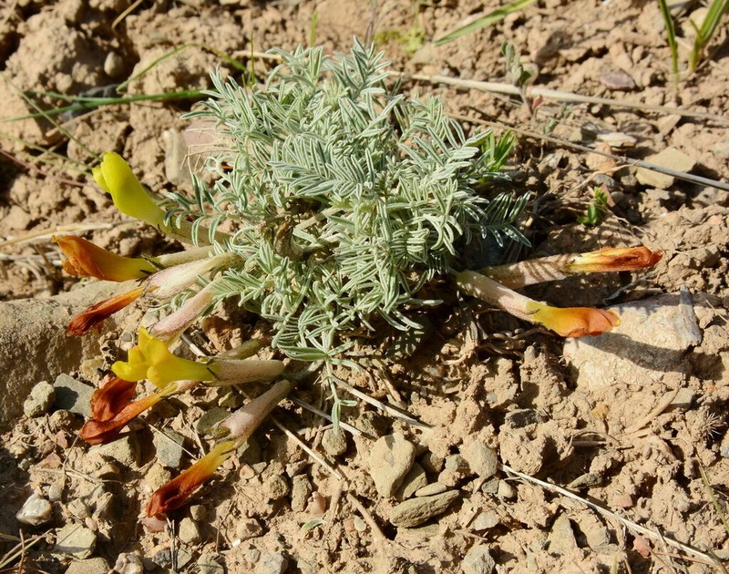 Astragalus pseudodianthus photo 4