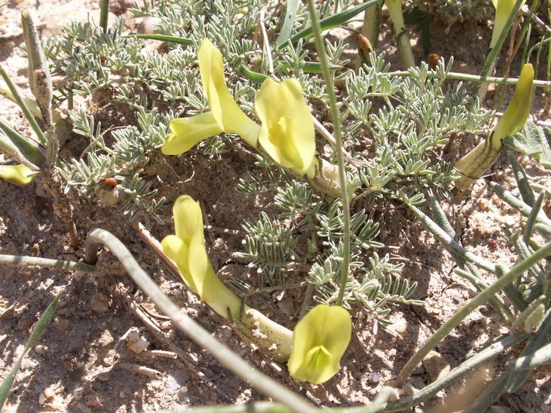 Astragalus pseudodianthus photo 5