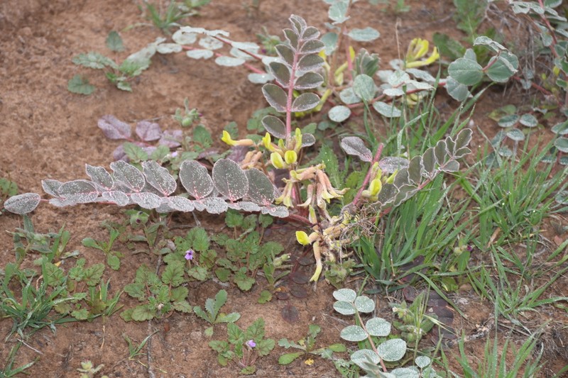 Astragalus pseudoeremophysa