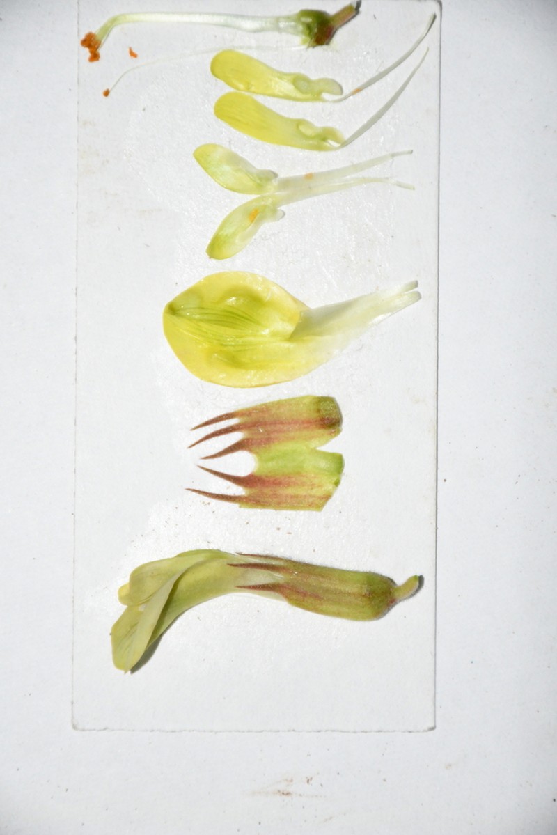 Astragalus pseudoeremophysa photo 2