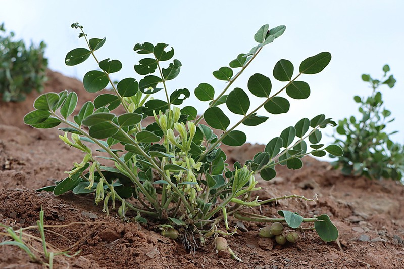 Astragalus pseudoeremophysa photo 3