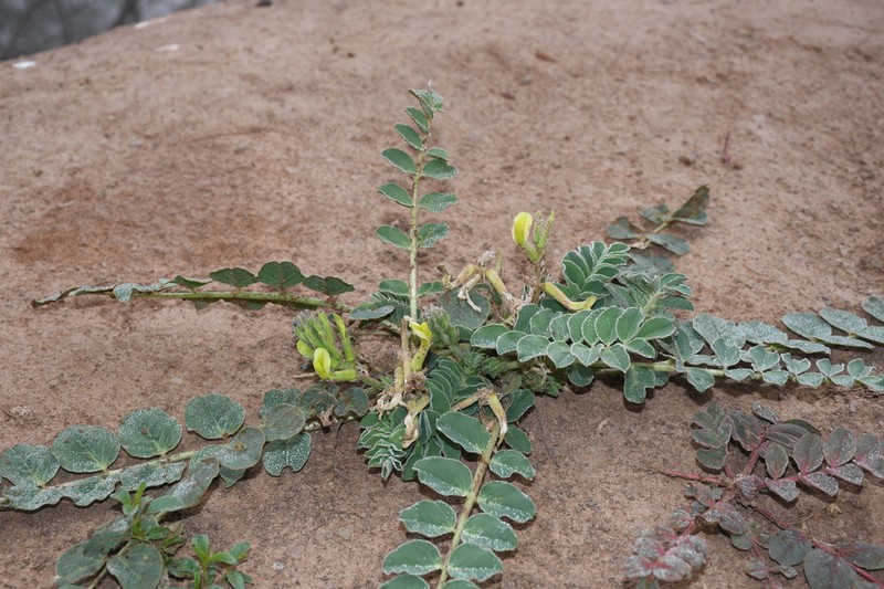Astragalus pseudoeremophysa photo 4