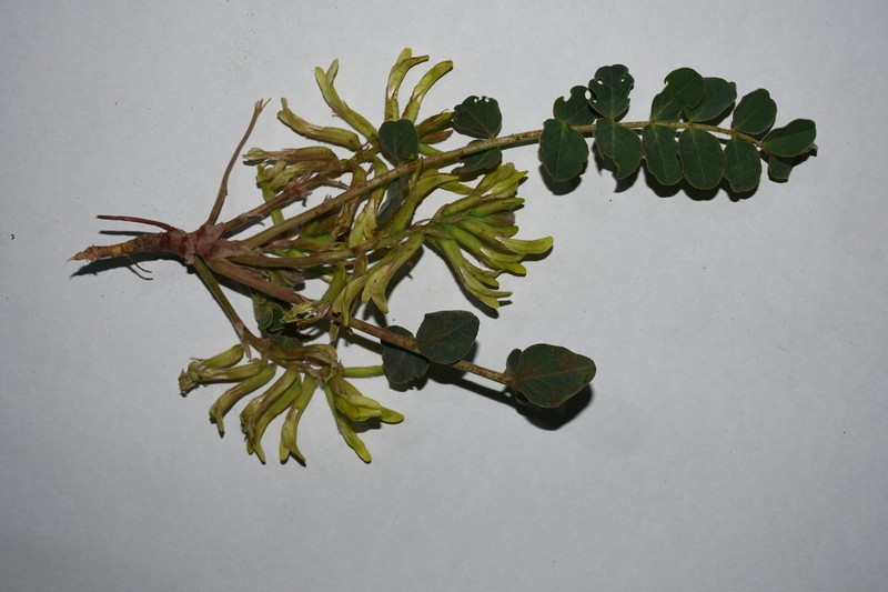 Astragalus pseudoeremophysa photo 5